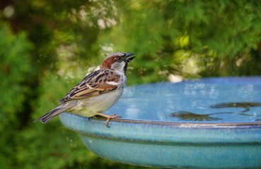 Sperling,Spatz,Sparrow,Singbird