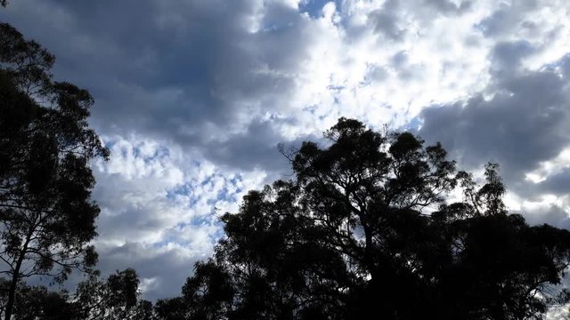 A stationary time-lapse, of a dramatically clouded sky. The camera is pointed up at the sky from ground level. The treetops frame the view and are silhouetted against dark the cloudy sky.