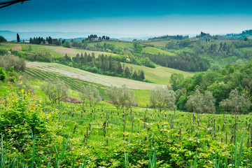 Fototapeta na wymiar green landscape in Tuscany with grabe yard and cypress near San Gimignano, Italy
