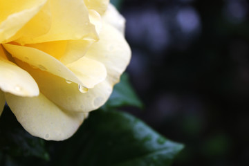 Yellow Rose With Raindrop