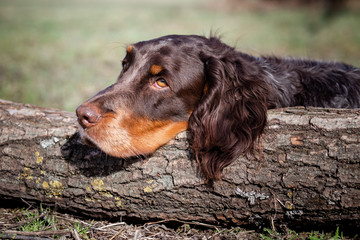 Dog portrait