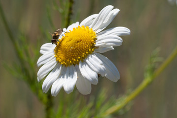 Obraz premium daisywheel