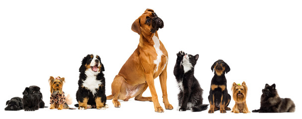 cat and the dog are looking up