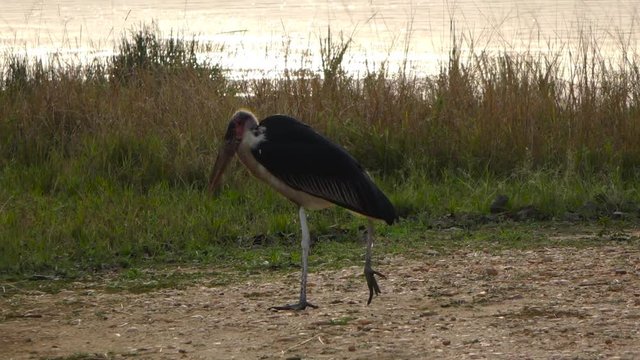 Marabou stork (Leptoptilos crumenifer) walking by Lake Victoria, Entebbe, Uganda. Sunset Time