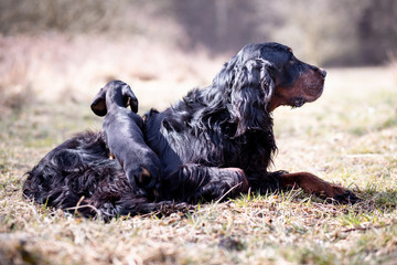 dog on grass