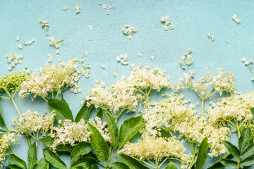 Close up of elderflowers branches on light blue background, top view
