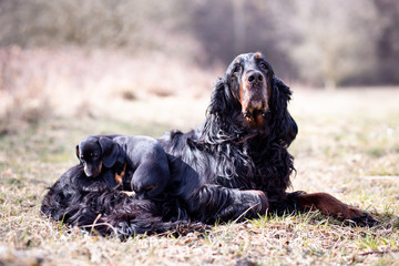 english cocker spaniel