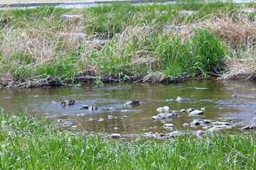 냇가 물에 오리