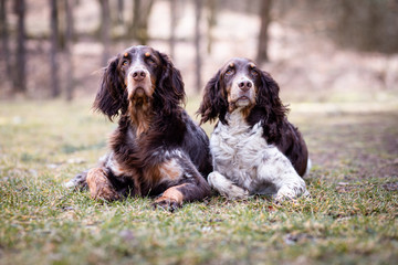 two dogs playing in grass