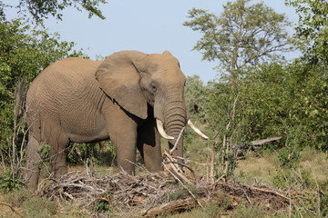Obraz premium Afrikanischer Elefant / African elephant / Loxodonta africana