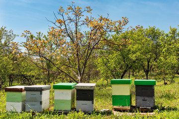 Bee hives surrounded by trees on a sunny day. Row of wooden beehives for bees