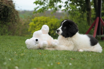 Fototapeta premium puppies in the grass