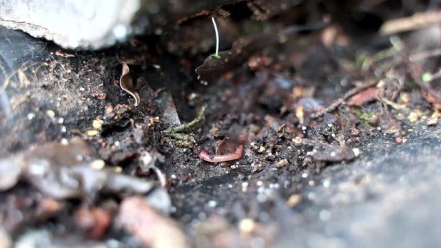 Earthworm found digging under leaves in Hawaii