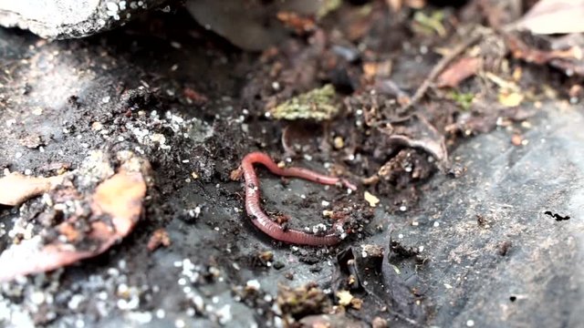 Closeup of an earthworm found digging under leaves in Hawaii