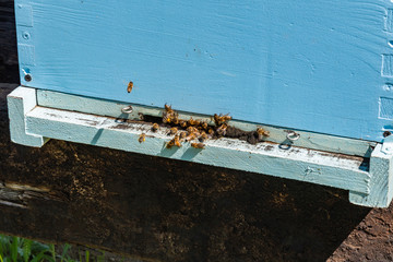 Bees Flying To The Hive. Bees flying around beehive. Beekeeping concept.