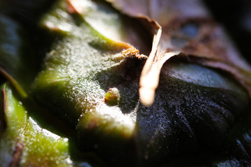 Macro close up of spiky harsh surface of pineapple (ananas comosus) shell in natural sunlight