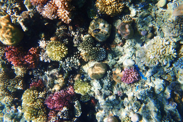 Naklejka na ściany i meble coral reef in egypt