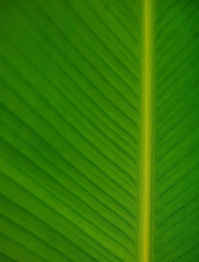 Green leaf texture for pattern and background.