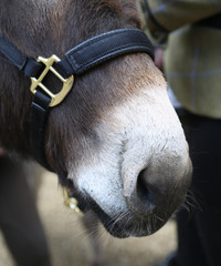 closeup of donkey