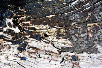 Old shabby tree trunk surface with burned staines, horizontal background texture close up detail