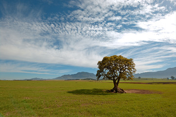 farmland landscape with field of lucern a lone tree and ditant muntain horizon