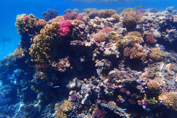 Fototapeta na wymiar coral reef in egypt