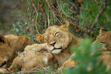 Fototapeta na wymiar A group of young lions lazily resting in the afternoon glow