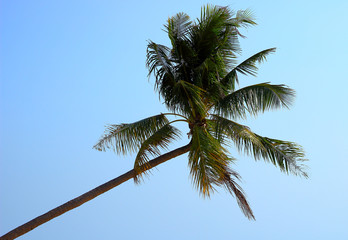 Fototapeta na wymiar Coconut palm tree on bright blue sky background. Perfect tourism backdrop for advertising exotic resorts and vacation in tropical beach
