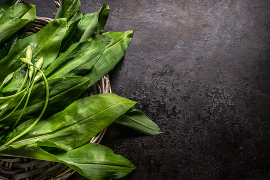 Fresh ramson, wild garlic, leaves on dark rustic background, top view. Copy space for your design, text or recipes. Spring seasonal food