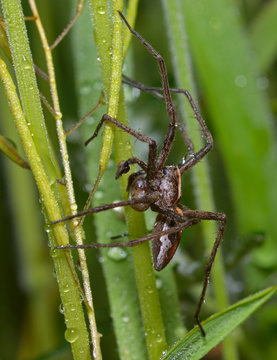 nursery web spider guarding its nest, holding a cocoon in paws