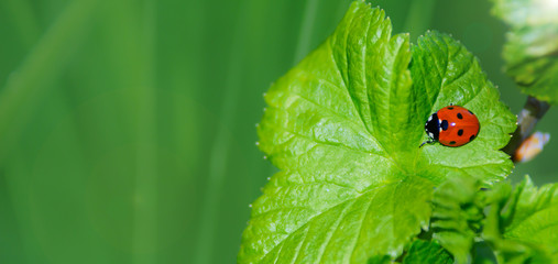 Eco friendly banner - ladybug on a leaf in the garden with copy space