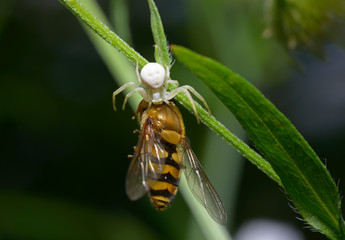 Tiny white flower spider eating a hoverfly on a plant stem