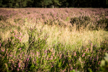 Naklejka premium Heideblüte in der Senne