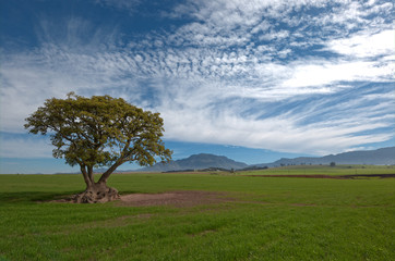 farmland landscape with field of lucern a lone tree and ditant muntain horizon