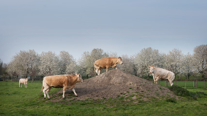 blonde d'aquitaine cows in spring landscape with blossoming trees near utrecht in holland