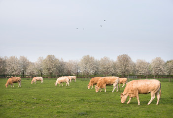 Obraz premium blonde d'aquitaine cows in spring landscape with blossoming trees near utrecht in holland