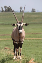 antilope schaut in die augen