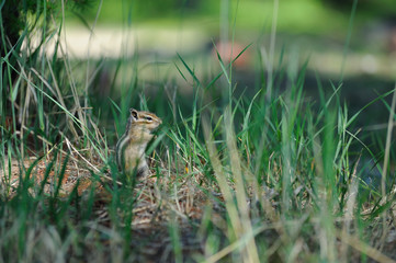 chipmunk grass nature green  field plant 