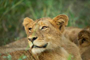 A group of young lions lazily resting in the afternoon glow