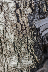bark of an old tree
