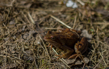 Little frog sunlit on dry grass