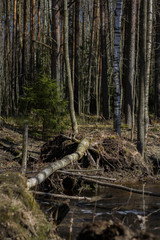 Tree trunks by the river