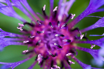 Macro close up of purple squarrose knapweed (centaurea triumfettii) with blurred green background (focus on tops of pedicels)