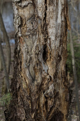 bark of an impressive old tree