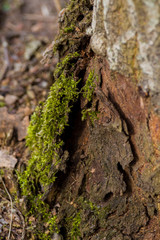 tree trunks covered with moss