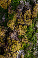 tree trunks covered with moss  and a lichen