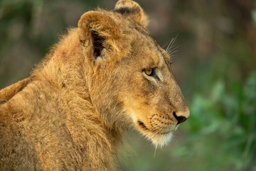 A group of young lions lazily resting in the afternoon glow