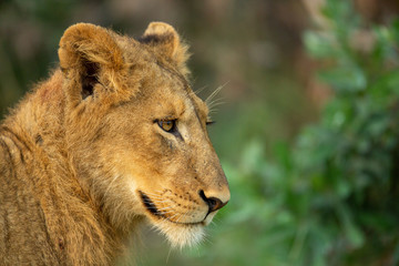 A group of young lions lazily resting in the afternoon glow