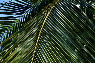 Obraz na płótnie Canvas coconut leaf of tree with sunny in garden