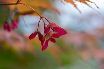 Acer palmatum fruits on branches, ornamental foliage and bright red winged samaras